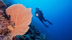 Kuredu Island - Maldives. Dive Centre. Reef diving sites.